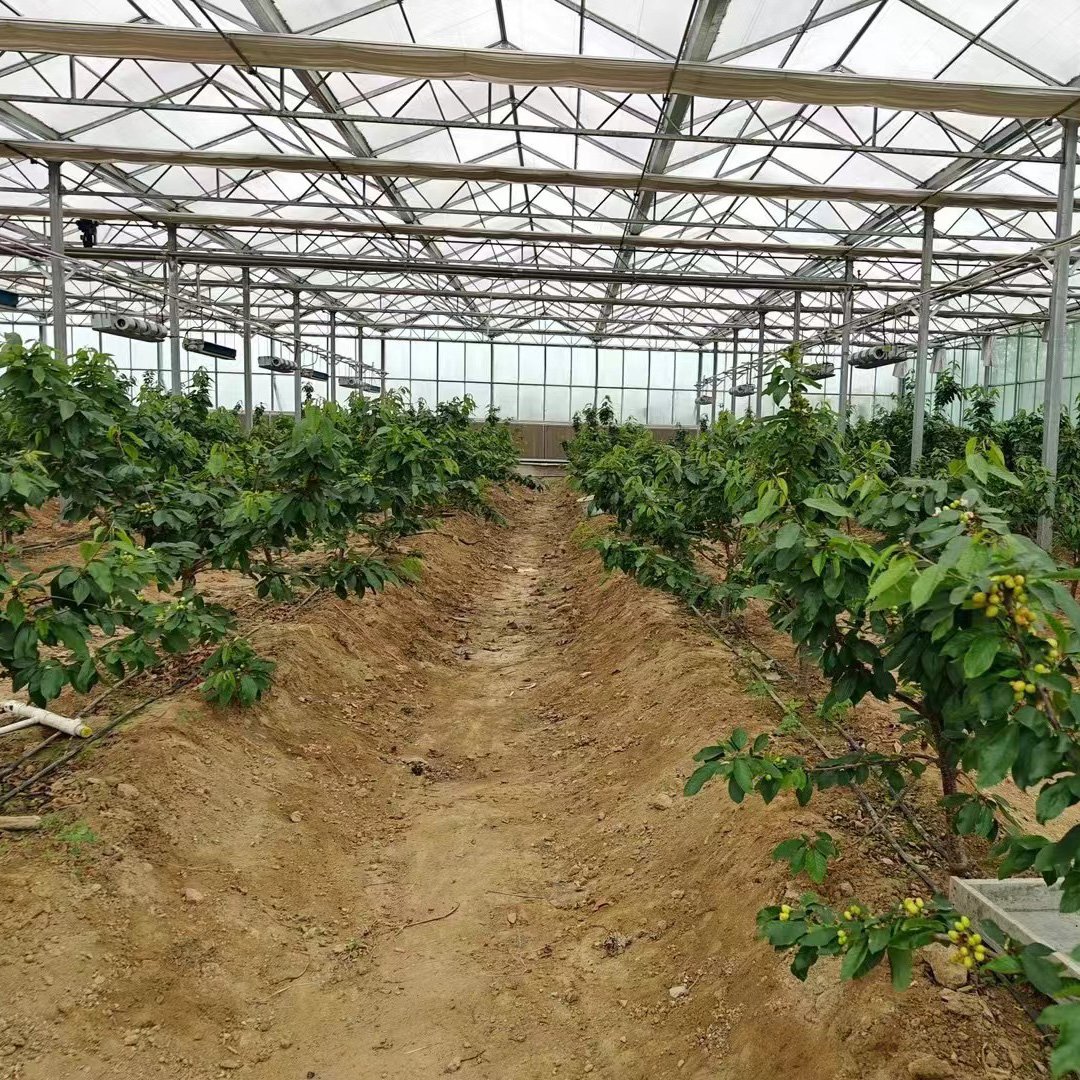 Venlo Tempered Glass Greenhouse with Hydroponics Growing System for Vegetables/ Flowers/ Tomato