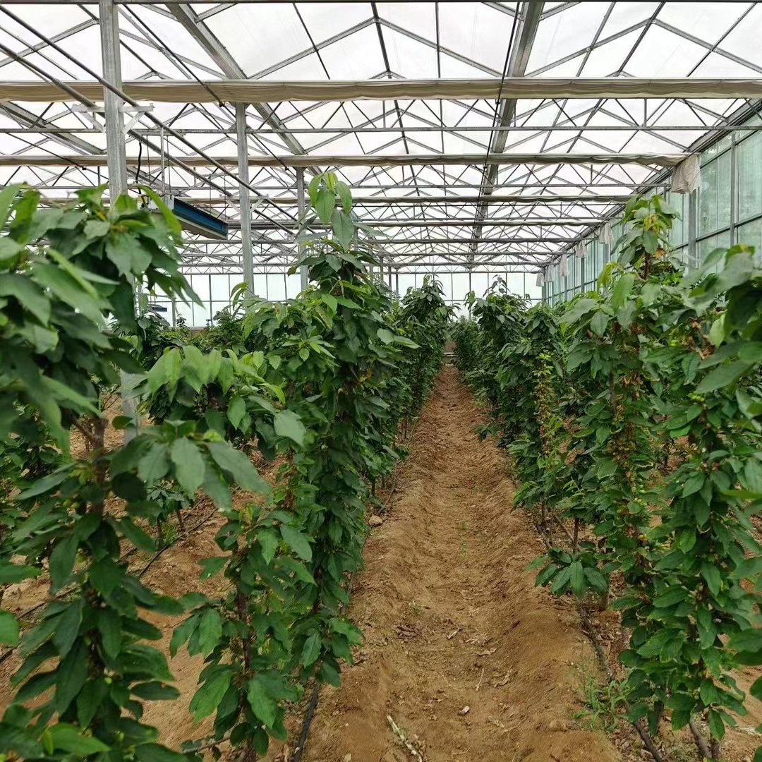Venlo Tempered Glass Greenhouse with Hydroponics Growing System for Vegetables/ Flowers/ Tomato