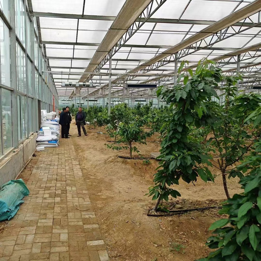 Venlo Tempered Glass Greenhouse with Hydroponics Growing System for Vegetables/ Flowers/ Tomato