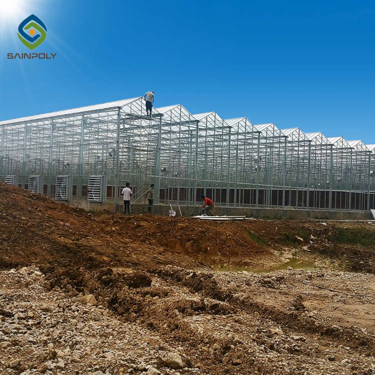 Sainpoly High Quality Low Cost Multi-Span Glass Greenhouse Large Size for Agricultural Use
