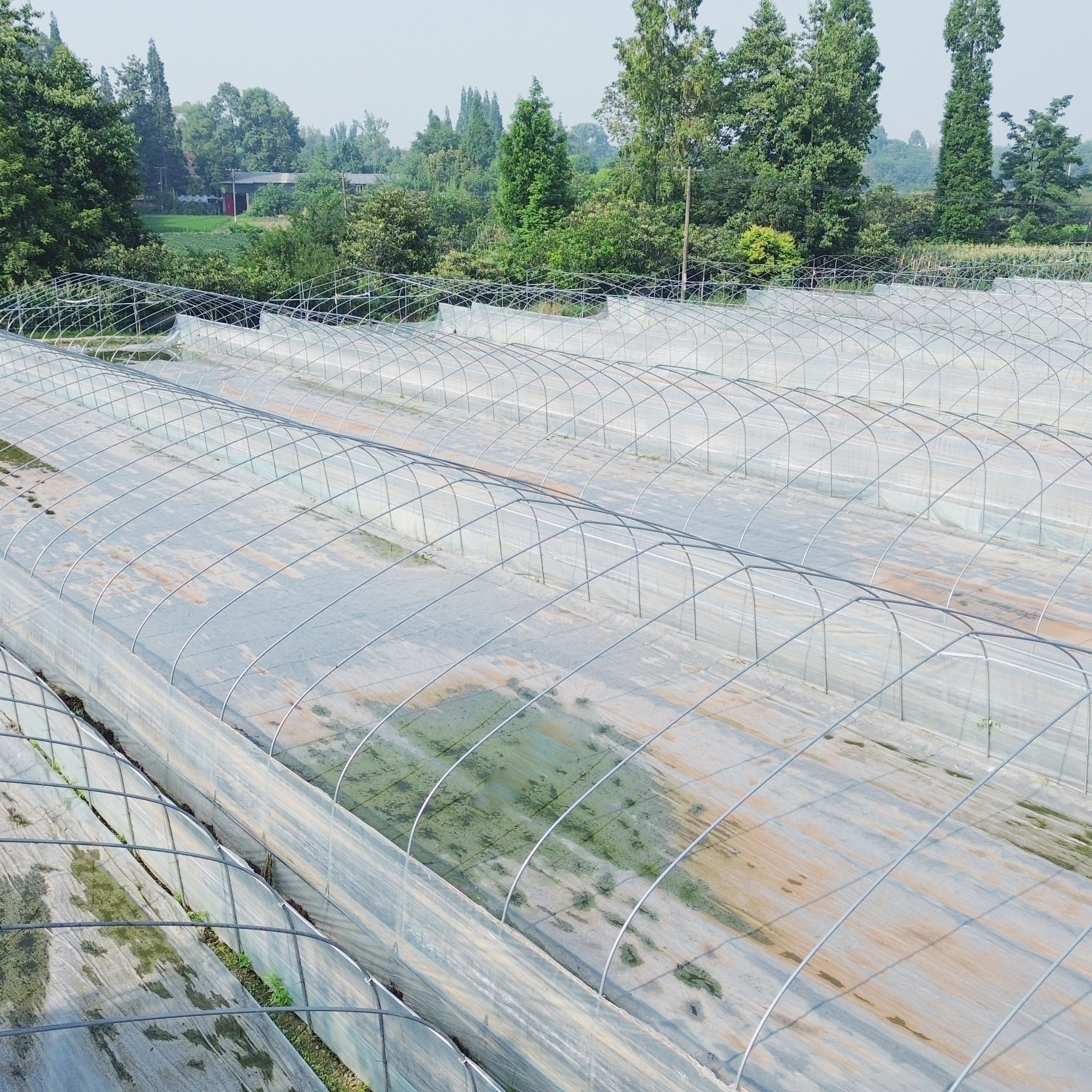 The Cheapest Single-span Poly Tunnel Agriculture Vegetable High Tunnel Commercial Green House Greenhouse