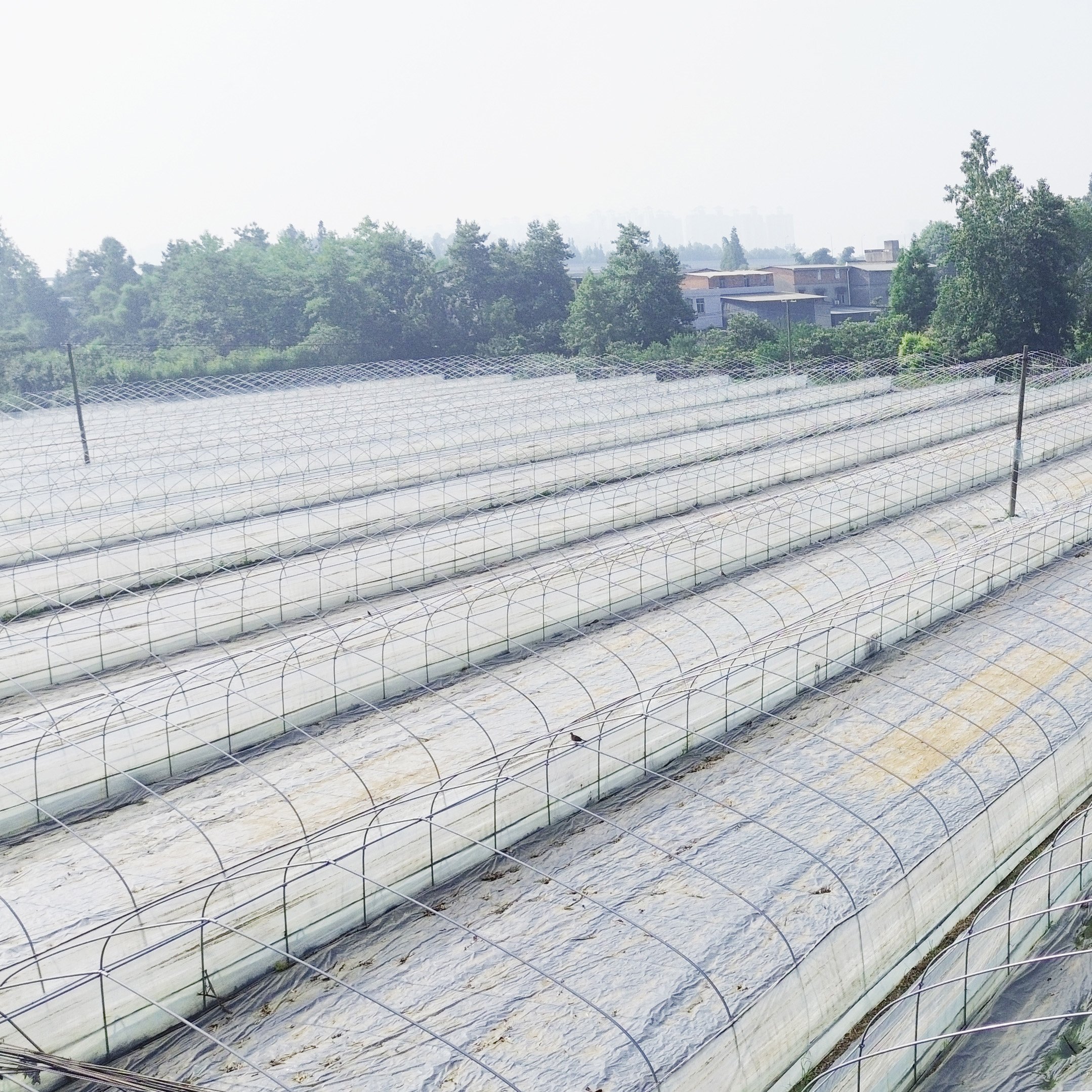 The Cheapest Single-span Poly Tunnel Agriculture Vegetable High Tunnel Commercial Green House Greenhouse