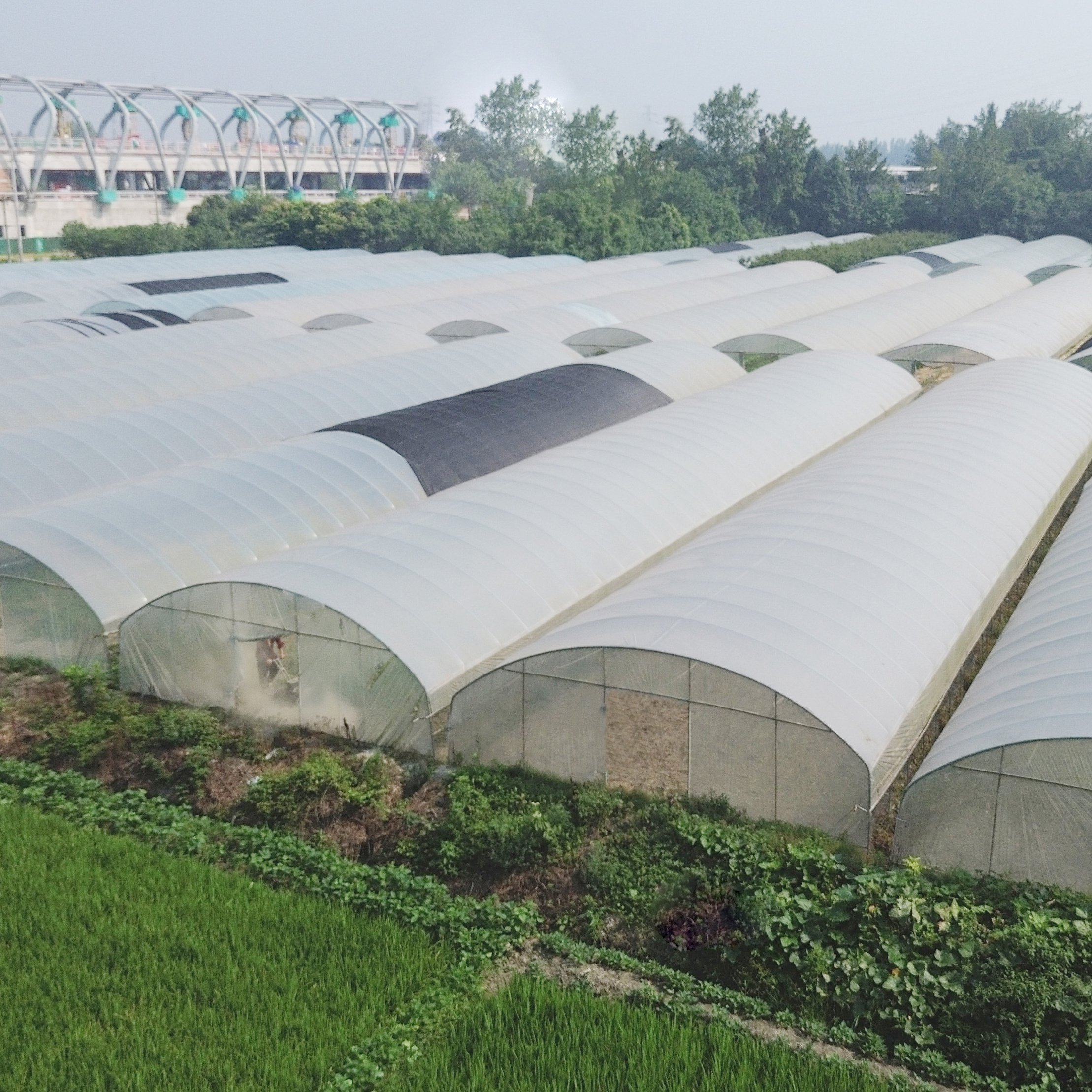 The Cheapest Single-span Poly Tunnel Agriculture Vegetable High Tunnel Commercial Green House Greenhouse