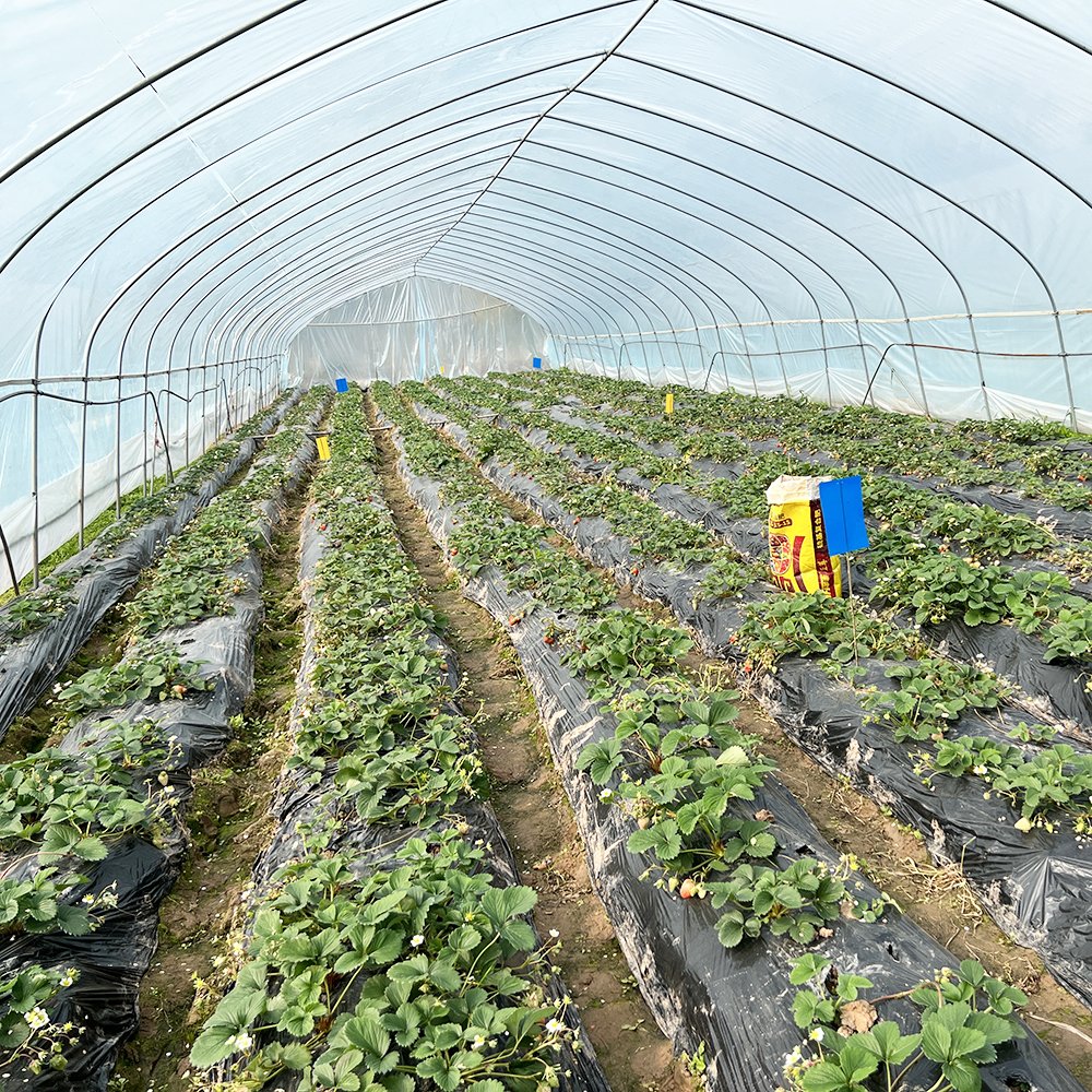Best Sell Galvanized Steel structure tunnel plastic greenhouse agricultural price