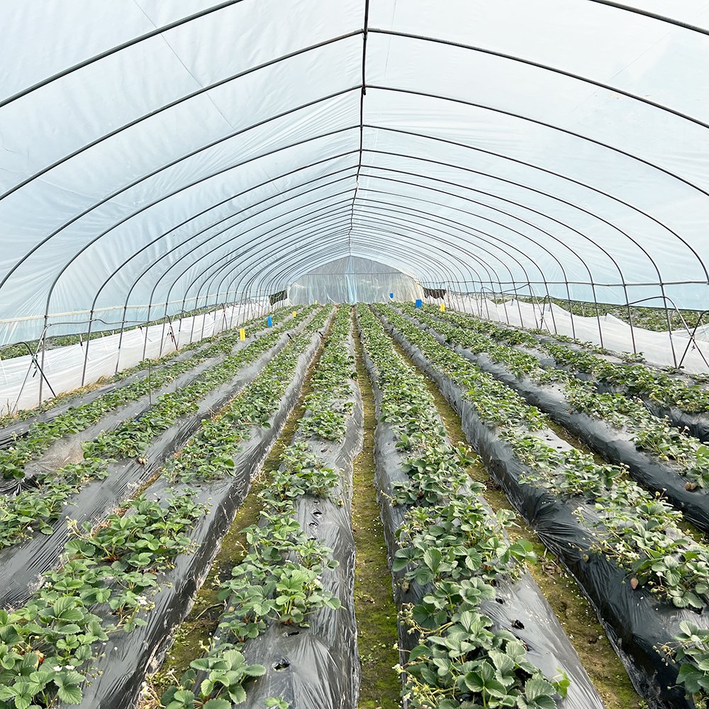 Best Sell Galvanized Steel structure tunnel plastic greenhouse agricultural price