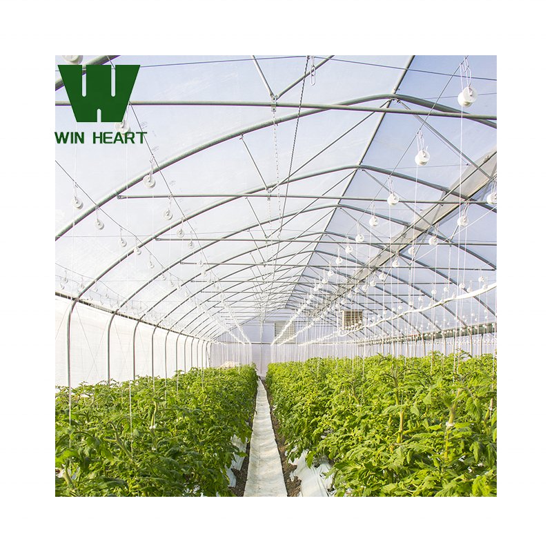 other greenhouses single span high tunnel tomato plastic agricultural greenhouse