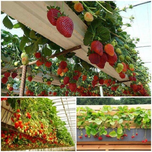 Commercial Strawberry Planting Gutter Greenhouse PVC strawberry trough Hydroponic Growing Tray Aeroponic System