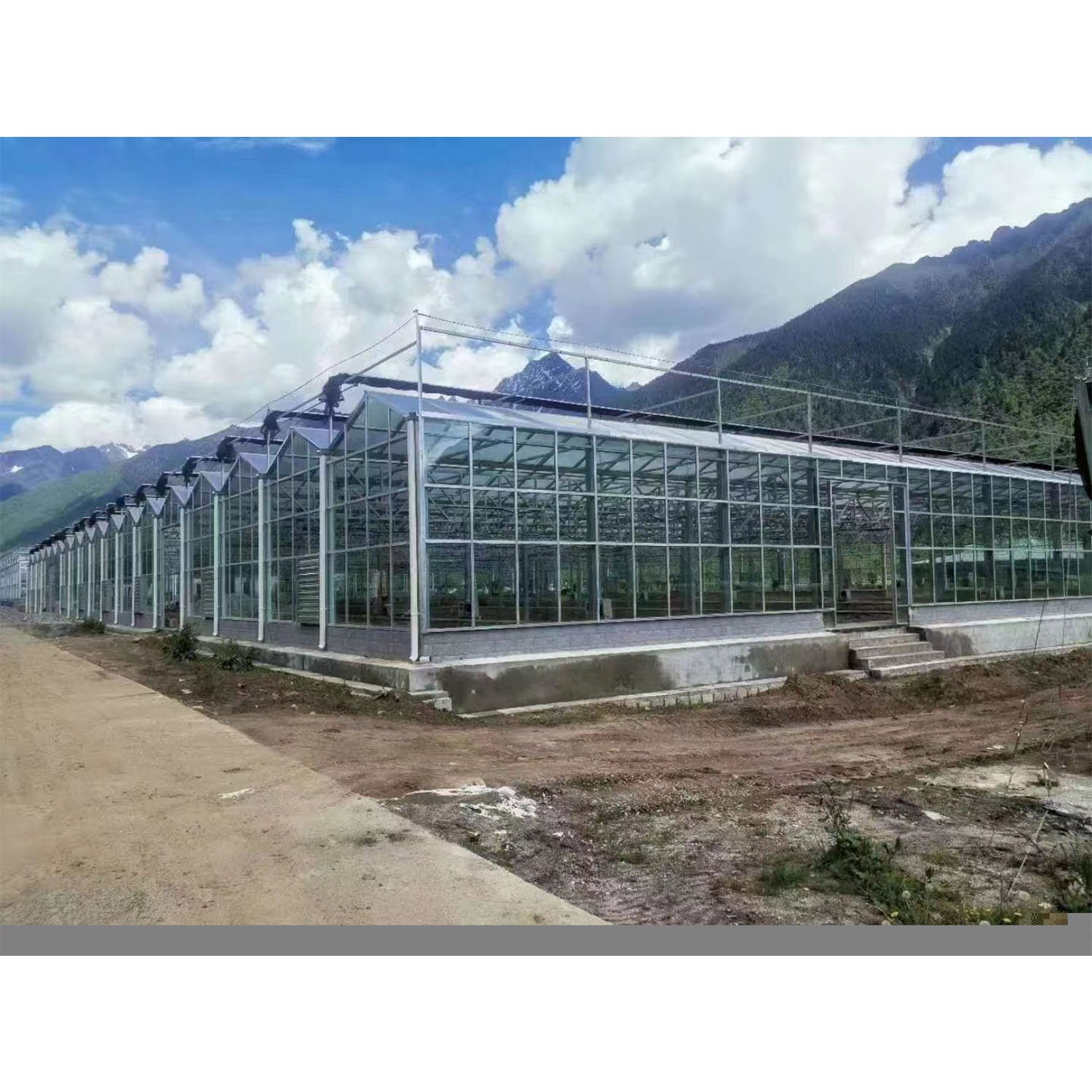 China Factory Hot Sale Commercial Glass Venlo Greenhouse For Vegetables And Fruits With Growing Water Filtration System