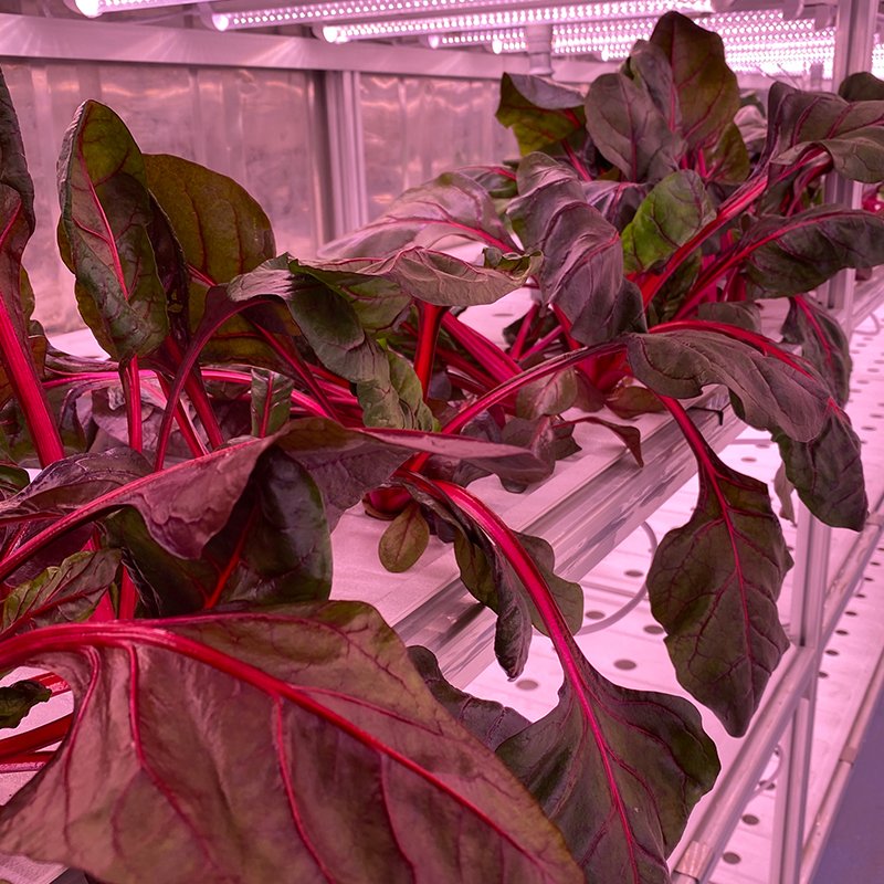 Vegetables Grow Greenhouse Farm Container Shipping Container Large Flowers Mobile Ventilation Fan Factory Supply 40ft