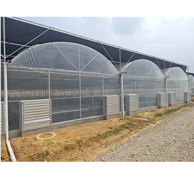 Factory Wholesale Nursery Durable Galvanized Steel Structure Multi-span Plastic Film Tomato Farming Greenhouse