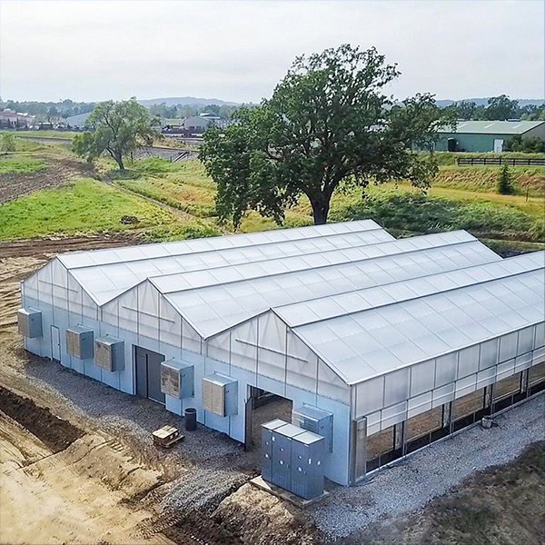 Greenhouses Manufacture House Greenhouse, Agricultural Venlo TYPE Multi-Span Tempered Glass Greenhouse for hydroponics system