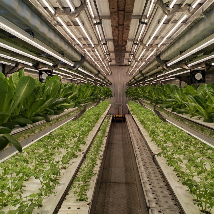 40 ft agricultural greenhouse container plant farm hydroponic smart farming factory