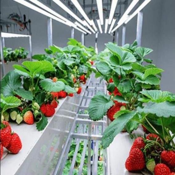 40 ft agricultural greenhouse container plant farm hydroponic smart farming factory