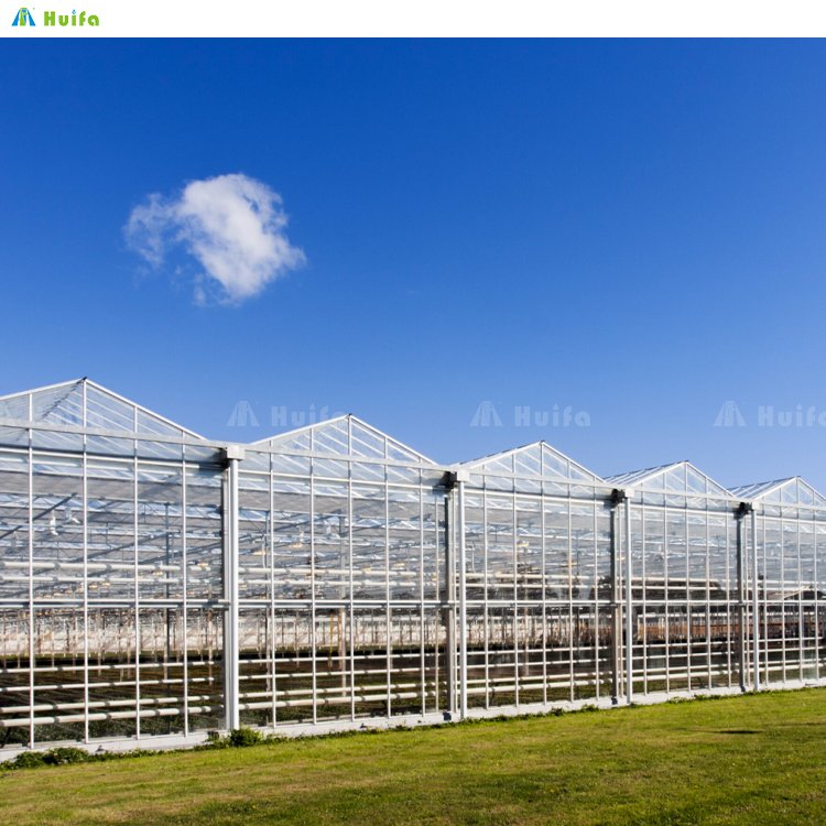 Huifa Greenhouses System For Agriculture Farming Commercial Venlo Large Glass Multi-Span Greenhouse For Plants