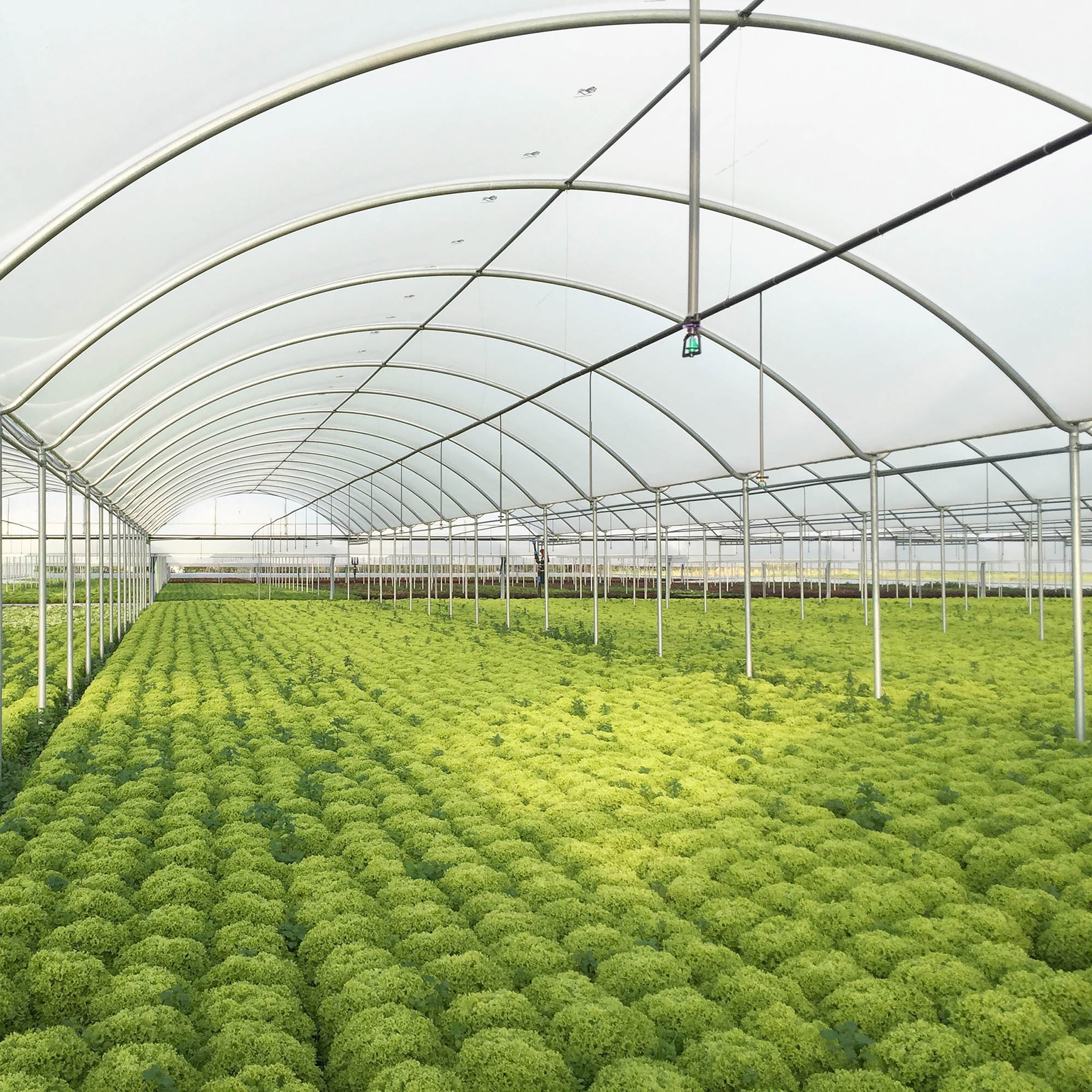 Custom Large Size 90% Light Reflective Silage Black and White Agriculture Poly Film for Greenhouse and Mulching