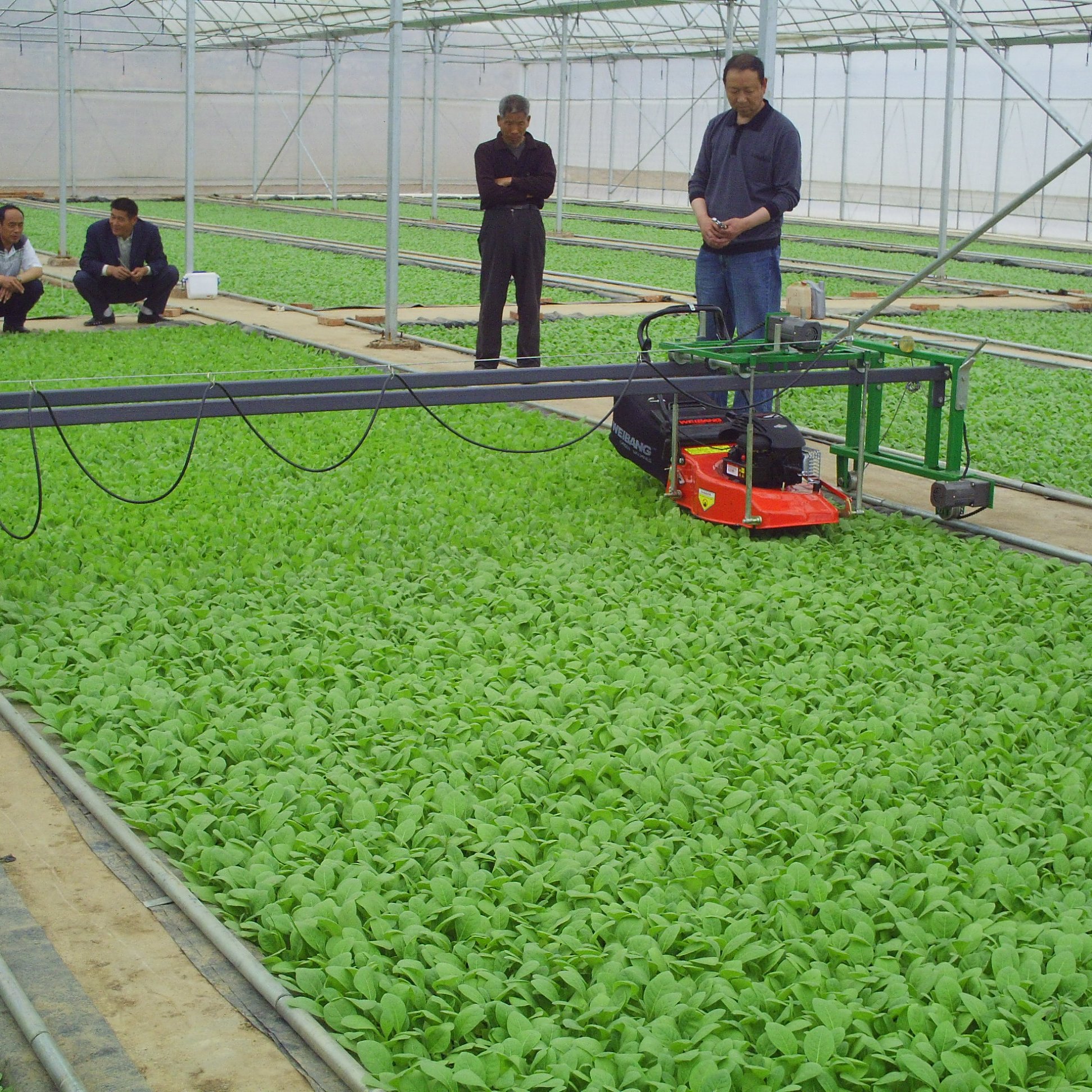 Agriculture greenhouse frame multispan vegetables growing tunnel multi span film greenhouse