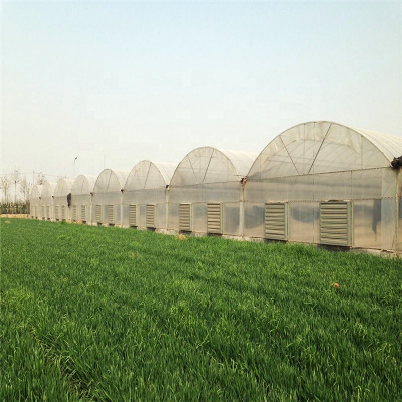 Multi Span Greenhouse Plastic Film Agricultural Greenhouse With Tomato Green House