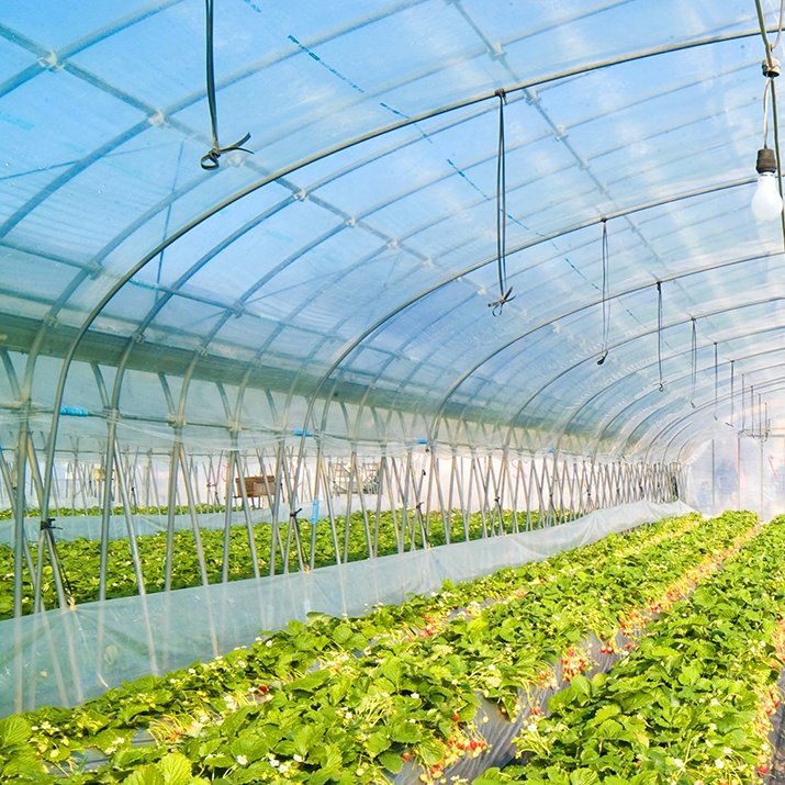 Agricultural Poly Greenhouse Coverings Film UV Resistant 200 Micron Plastic Film Vegetable Protection UV Clear Film Fit