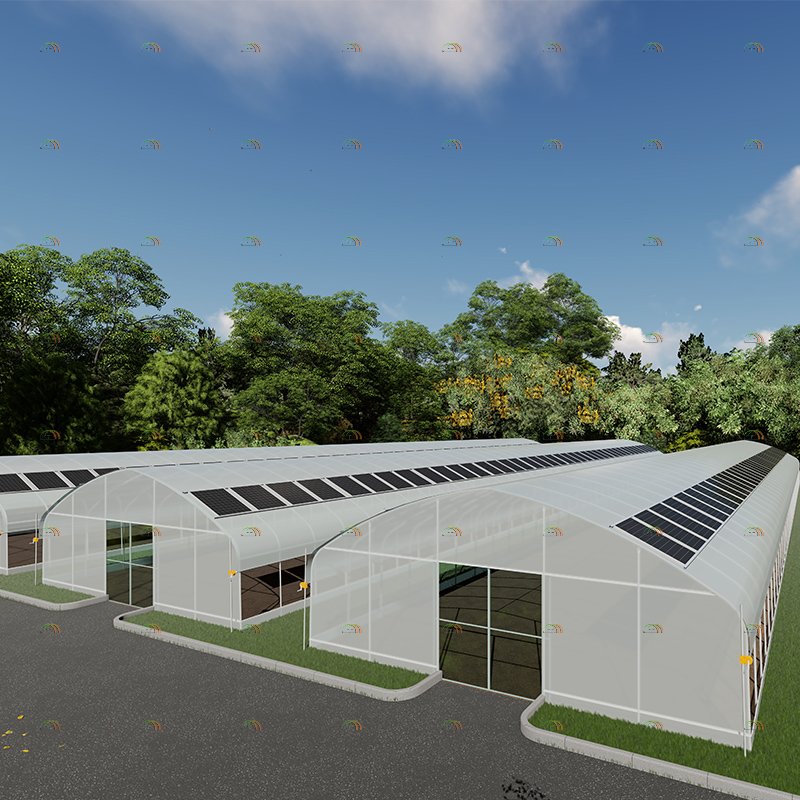 Customized Low Cost High Tunnel Tomato Growing Vegetable Agricultural Solar Greenhouse