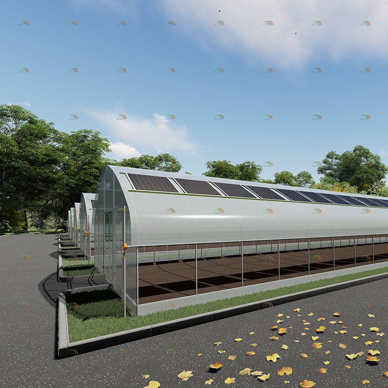 Customized Low Cost High Tunnel Tomato Growing Vegetable Agricultural Solar Greenhouse