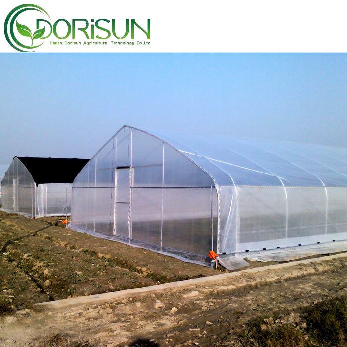 Galvanized Steel Frame Single Span Pe Film Greenhouse For Agriculture Low Cost Tunnel Greenhouse For Flowers Plant