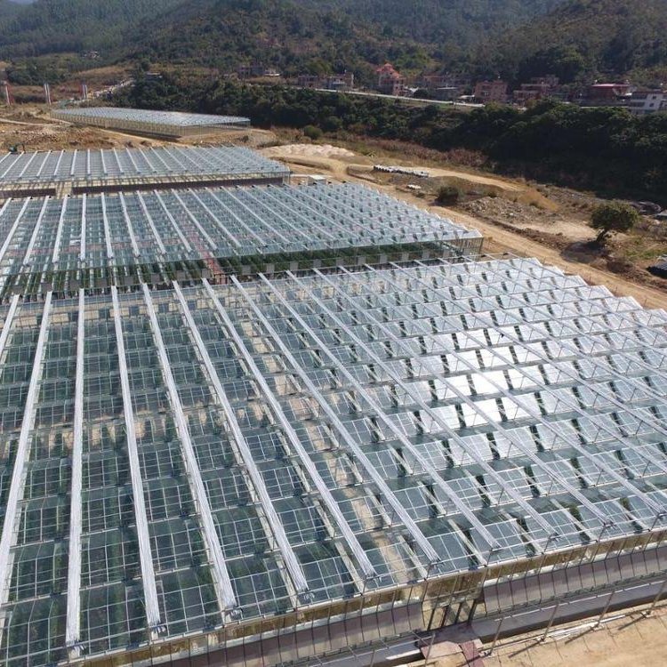 Solar Agricultural Greenhouses Glass Hydroponic Venlo Type Photovoltaic Solar Greenhouse Large
