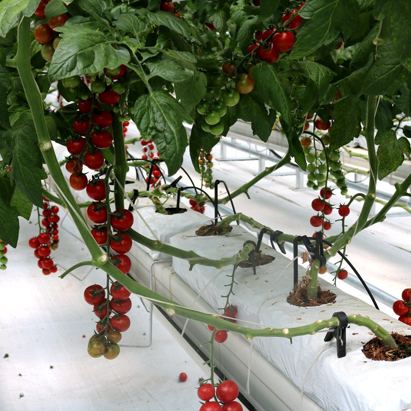 Solar Agricultural Greenhouses Glass Hydroponic Venlo Type Photovoltaic Solar Greenhouse Large