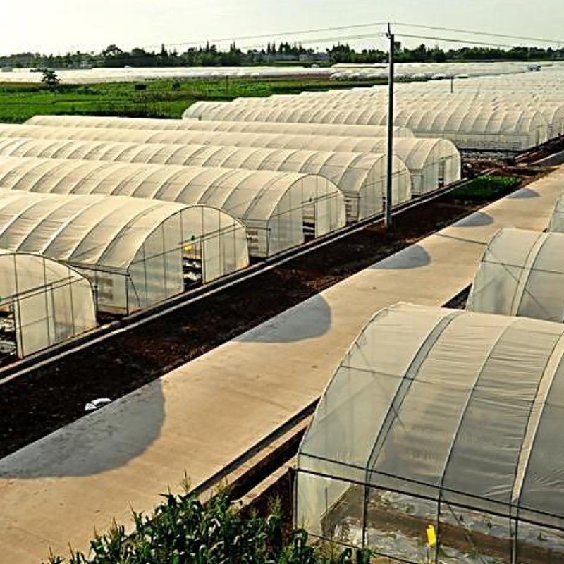 Transparent Agricultural Film with UV Stability for Healthy Crop Growth
