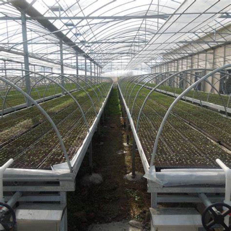 Transparent Agricultural Film with UV Stability for Healthy Crop Growth
