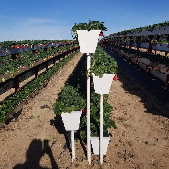 agriculture greenhouse farm strawberry vertical nft gutter agricola A-frame pvc channel grow system for lettuce kale