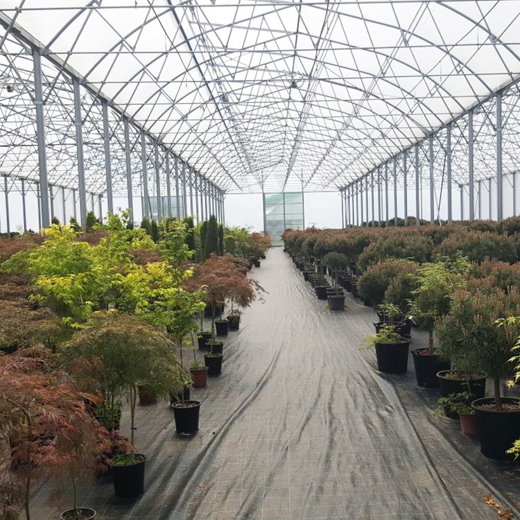 Agriculture multi-span arch plastic film greenhouse top ventilation multi-span film greenhouse for sale