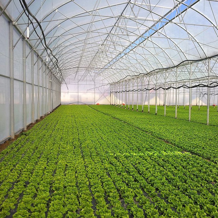 Agriculture multi-span arch plastic film greenhouse top ventilation multi-span film greenhouse for sale