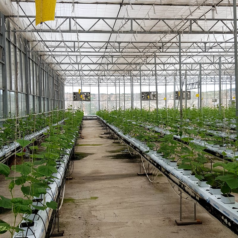 large green house with hot galvanized steel pipe film greenhouse agriculture greenhouse