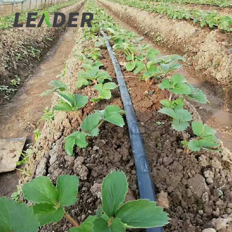 China high quality Agriculture Irrigation System PE drip tape irrigation drip tape 16 mm for Agriculture With Flat Droppers