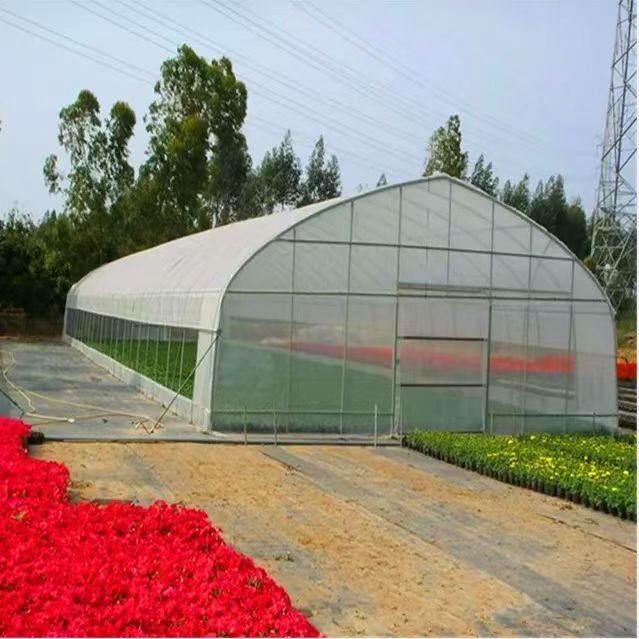 Large Size High Tunnel Agricultural Greenhouse for Tomato growing Green House