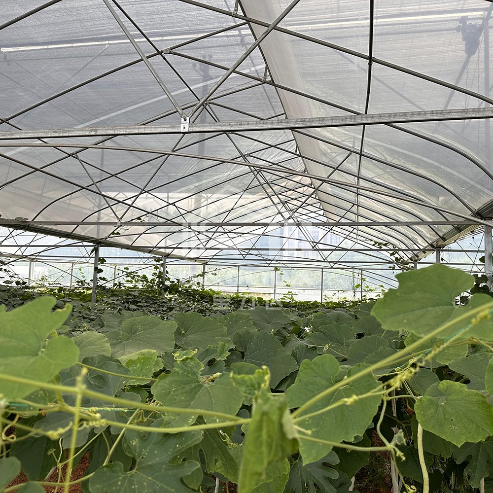 Hot Sale Sri Lanka Greenhouse Insect Net Top Ventilation Sawtooth Greenhouse For Tropical