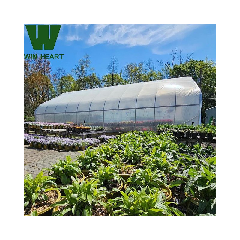 Win Heart professional OEM singlespan strong film agricultural greenhouse for farm