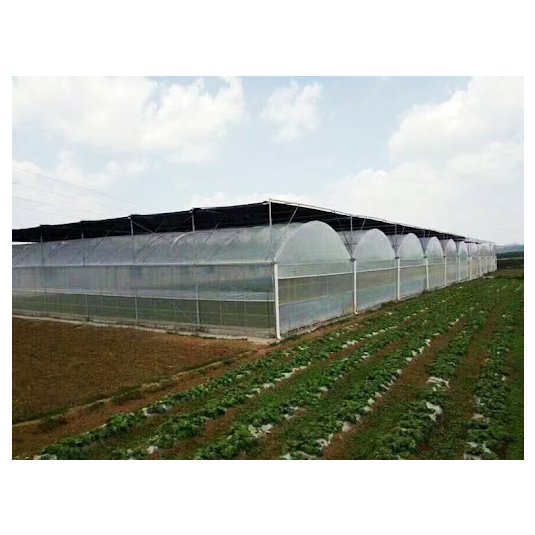 Low cost multi span agricultural greenhouse , plastic film green house