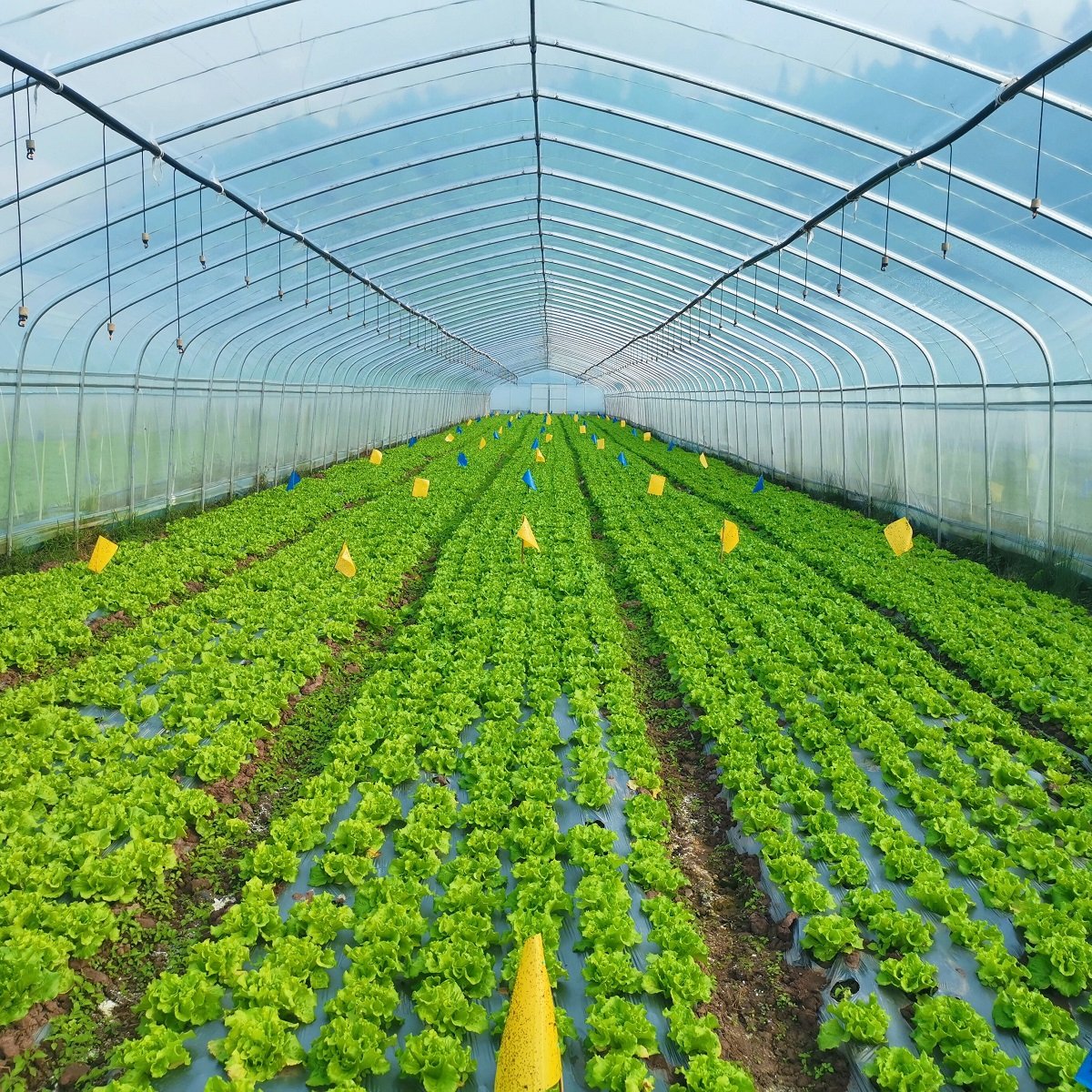 8x30 meter Strawberry Tomato Vegetable Fruit Green House Economic High Quality Clear Plastic Film Tunnel Greenhouse For Sale