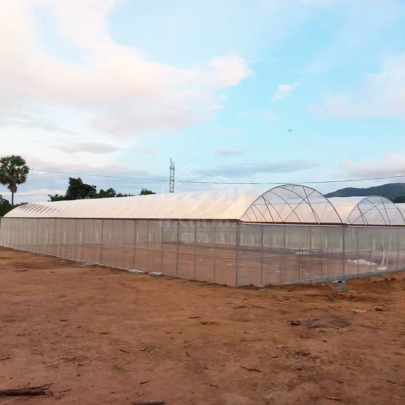 Baolida agricultural vegetable green house multi-span tomato greenhouse for fruits flower