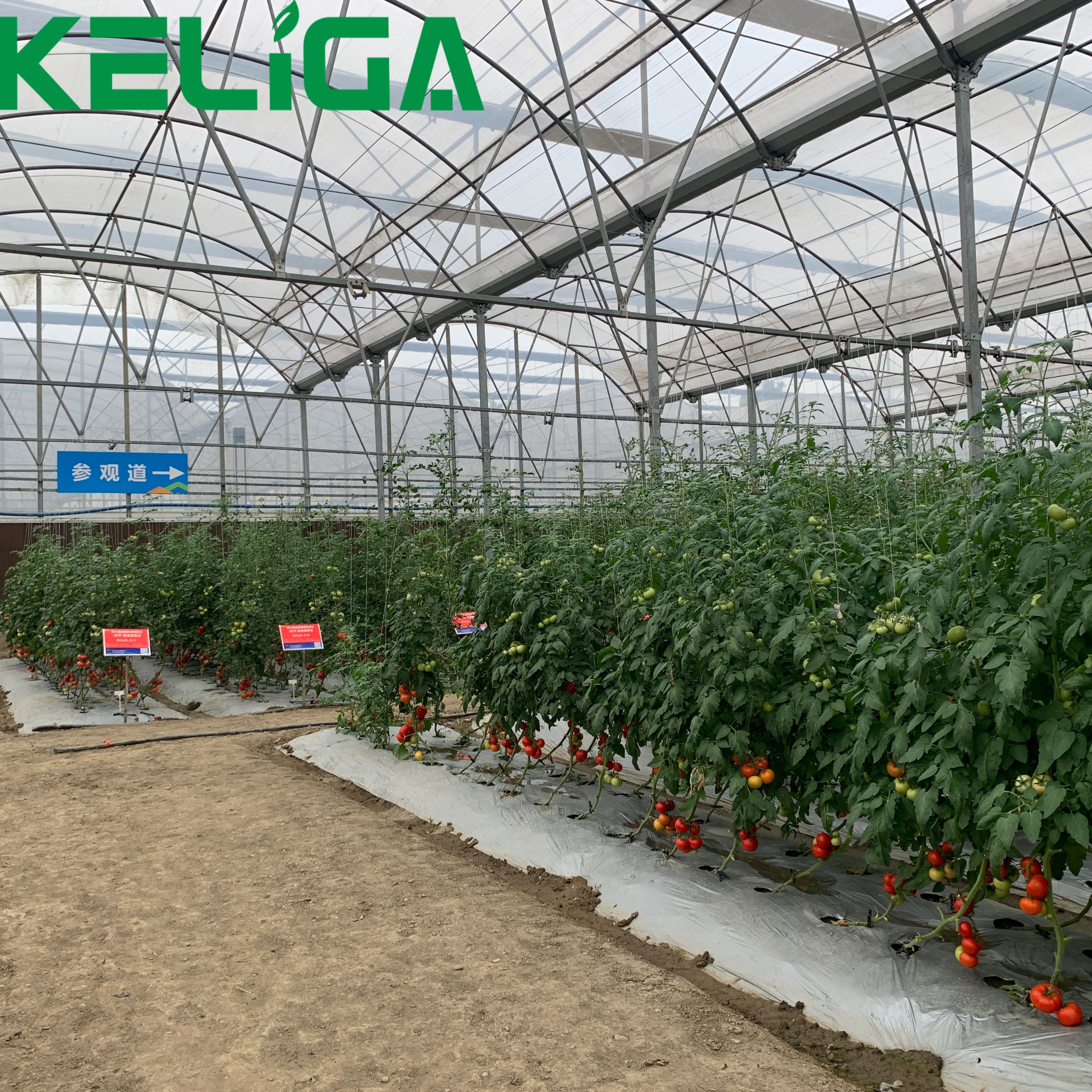 High-quality and durable plastic multi-span agricultural greenhouse for sale