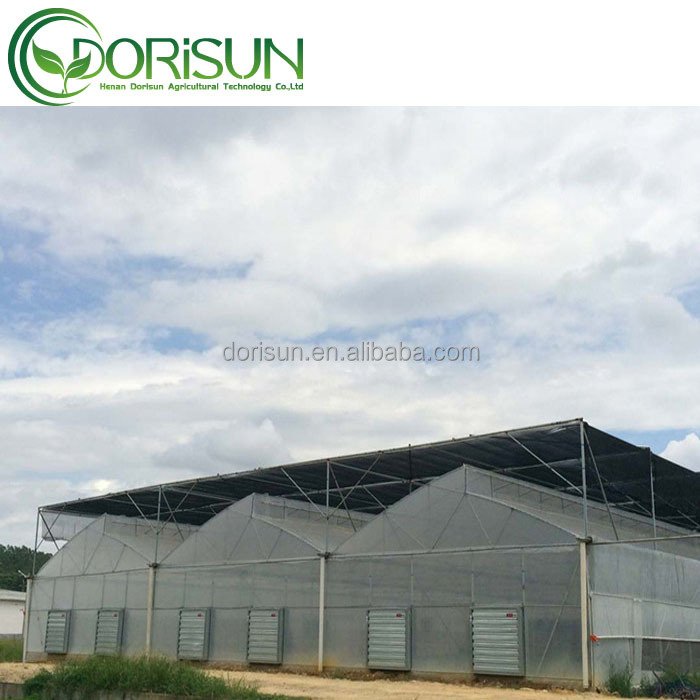 Corner Fertigation System Polycorbonate 12X14 Mirror Terrace Banana 20X29 Mobile Tent Alveoles Greenhouse