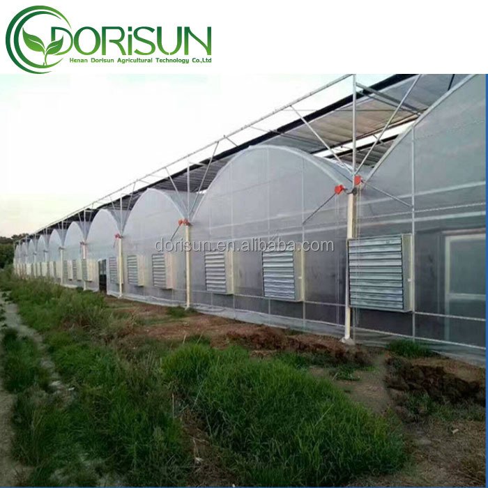 Corner Fertigation System Polycorbonate 12X14 Mirror Terrace Banana 20X29 Mobile Tent Alveoles Greenhouse