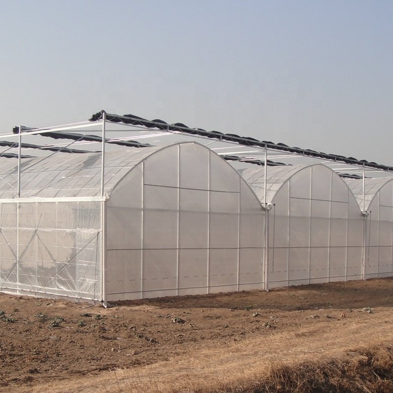 Agriculture multi-span arch plastic film Greenhouse tomato greenhouse and strawberry greenhouse turnkey project