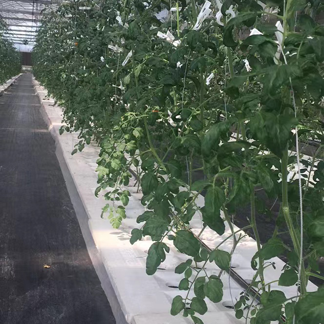 Large Glass Greenhouses for Tomato Plant Growth Hydroponic Agricultural Greenhouses Green Color