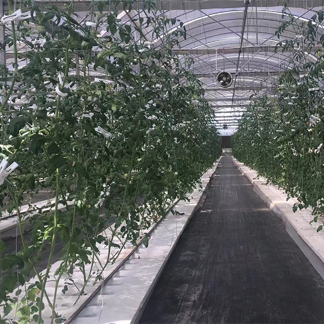 Large Glass Greenhouses for Tomato Plant Growth Hydroponic Agricultural Greenhouses Green Color