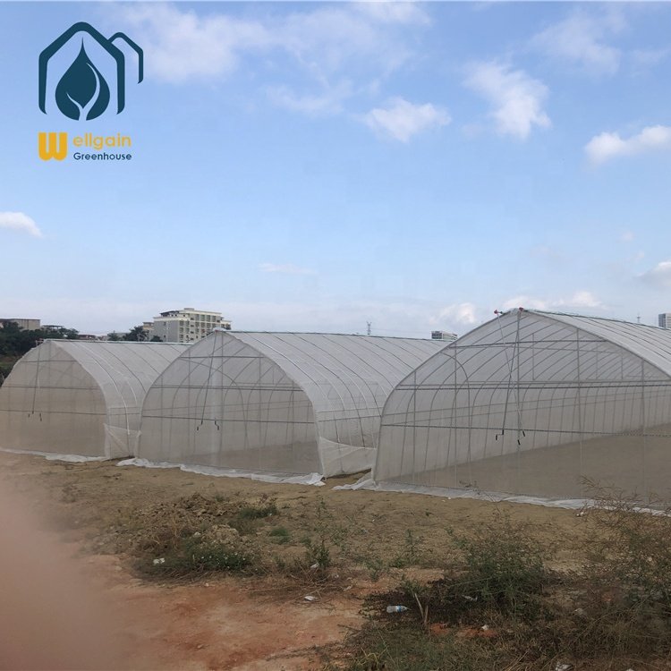 Low cost horticulture tropical metal frame polytunnel greenhouse for sale farming agriculture large outdoor green house
