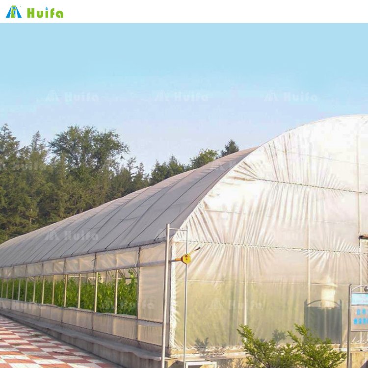 Film Plastic Tunnel Agricultural Greenhouse Singlespan Greenhouse For Sale