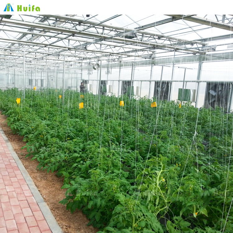 Film Plastic Tunnel Agricultural Greenhouse Singlespan Greenhouse For Sale