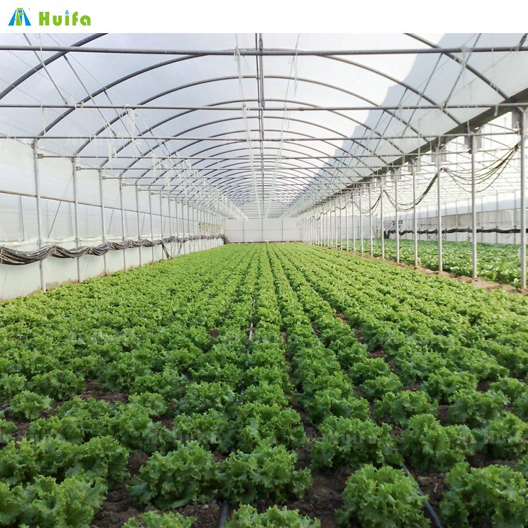 Film Plastic Tunnel Agricultural Greenhouse Singlespan Greenhouse For Sale